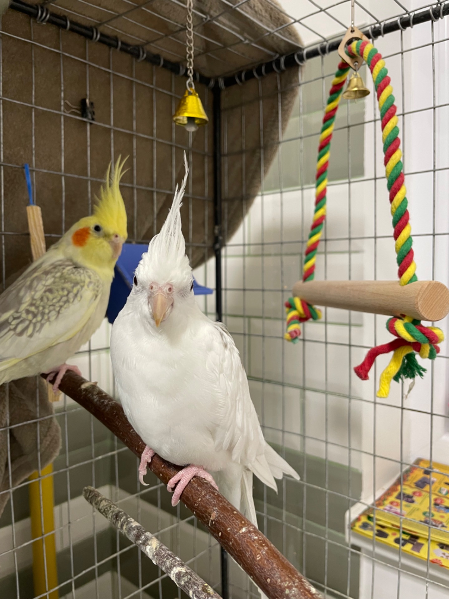 Папуга корела