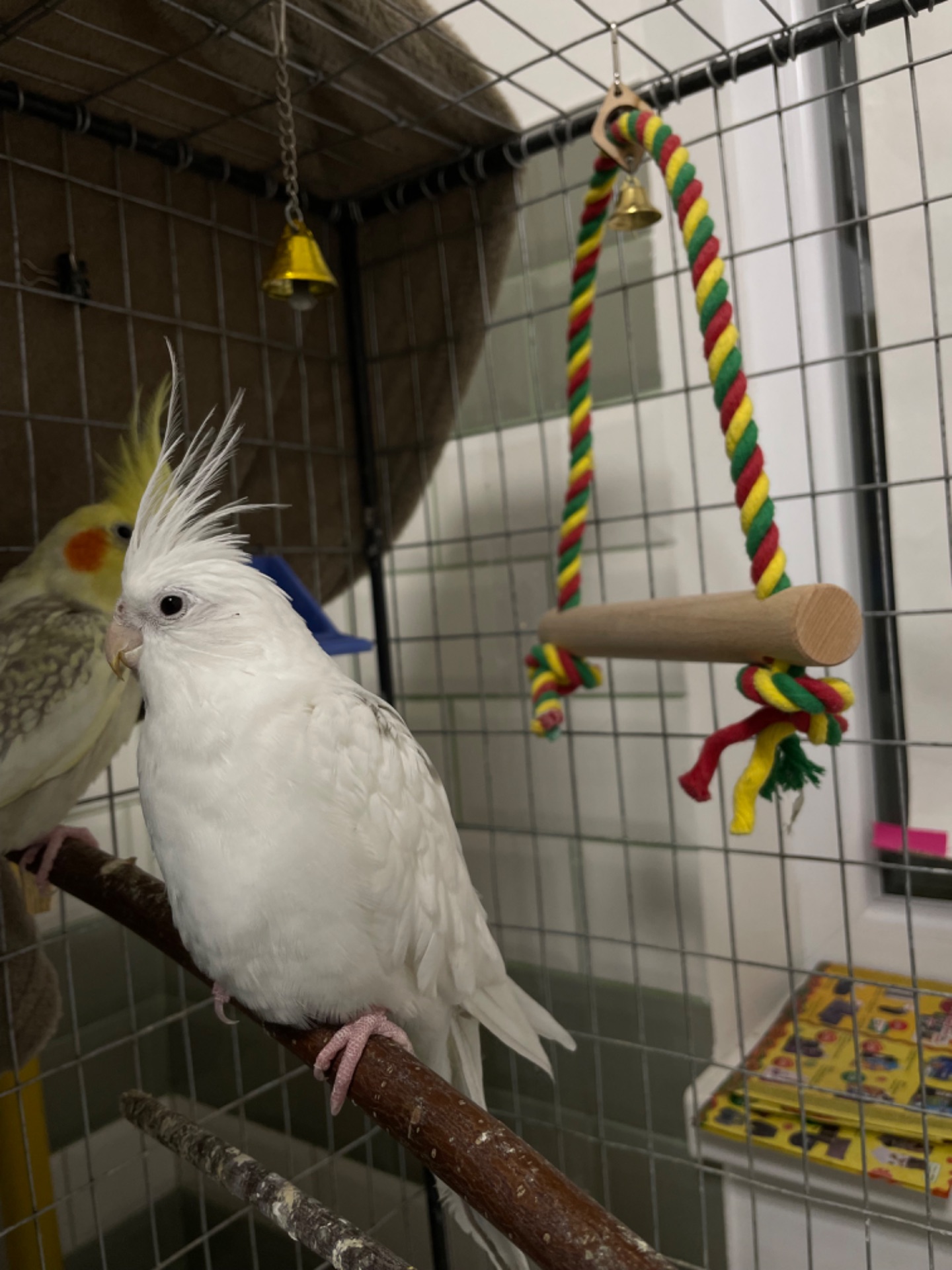 Папуга корела