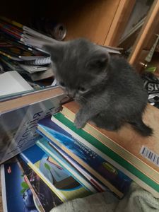 Котёнок ласковый добрый