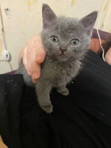 Котёнок ласковый добрый