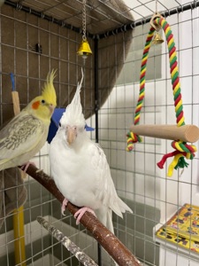 Папуга корела