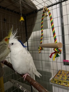 Папуга корела