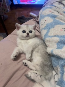 Шотландські прямовухі хлопчики