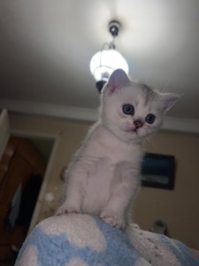 Шотландські прямовухі хлопчики