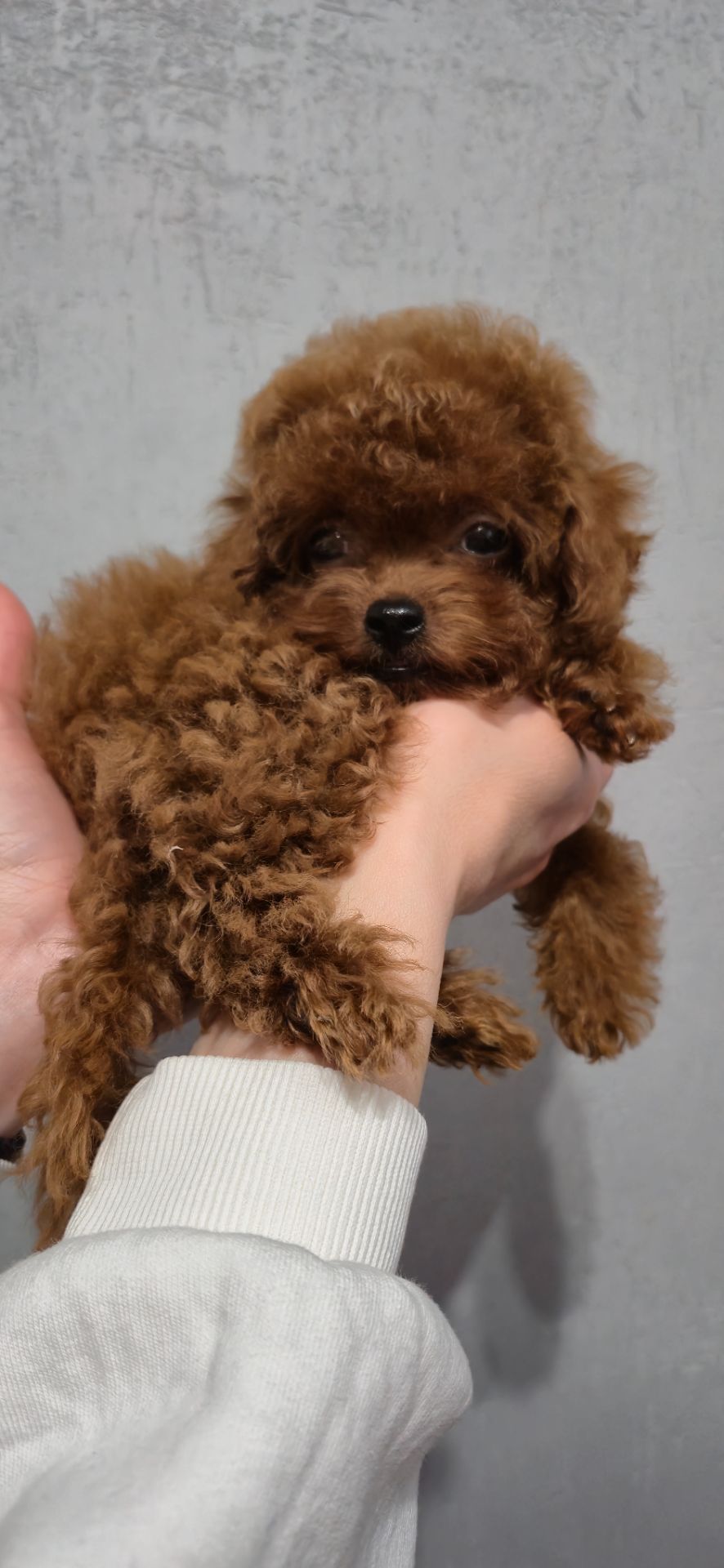 Іграшкова дівчинка той пуделя