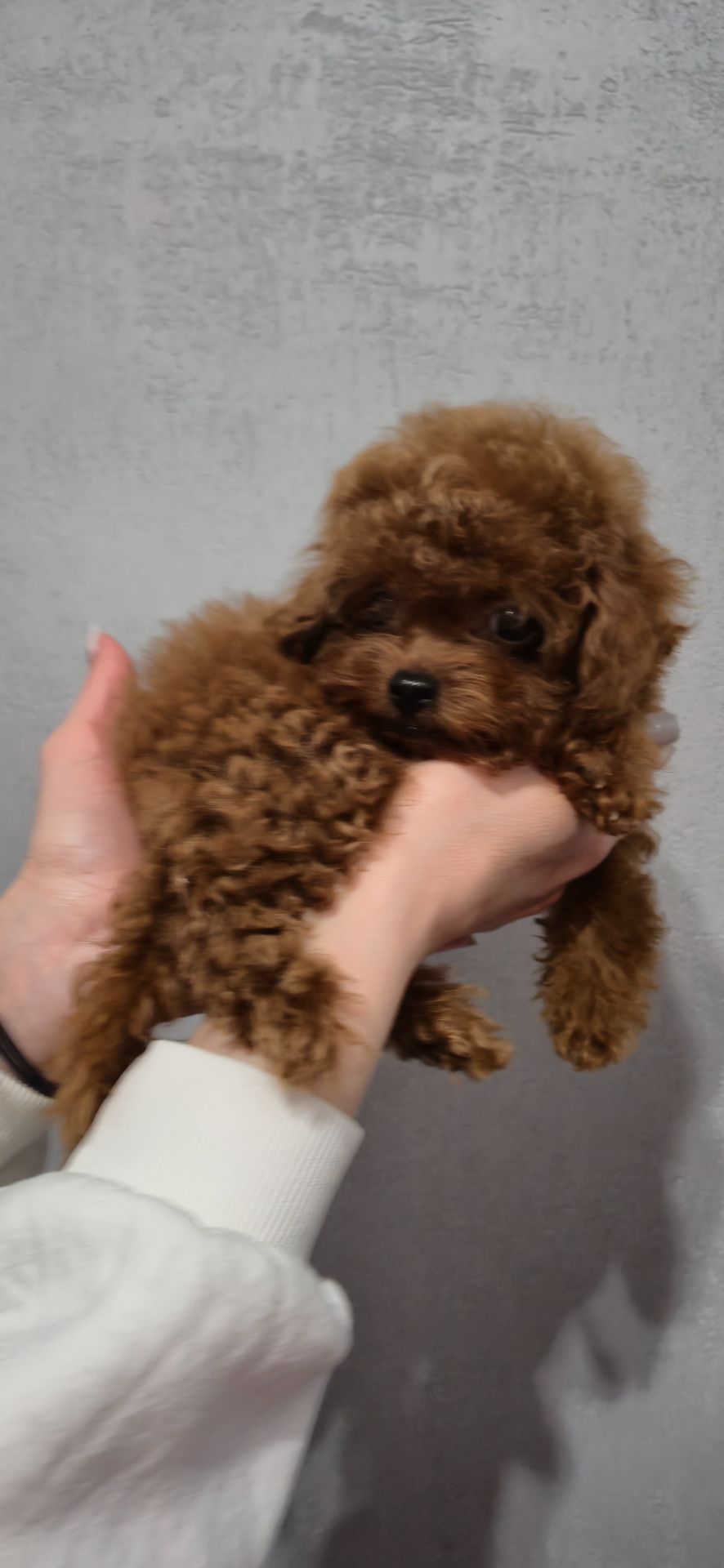 Іграшкова дівчинка той пуделя