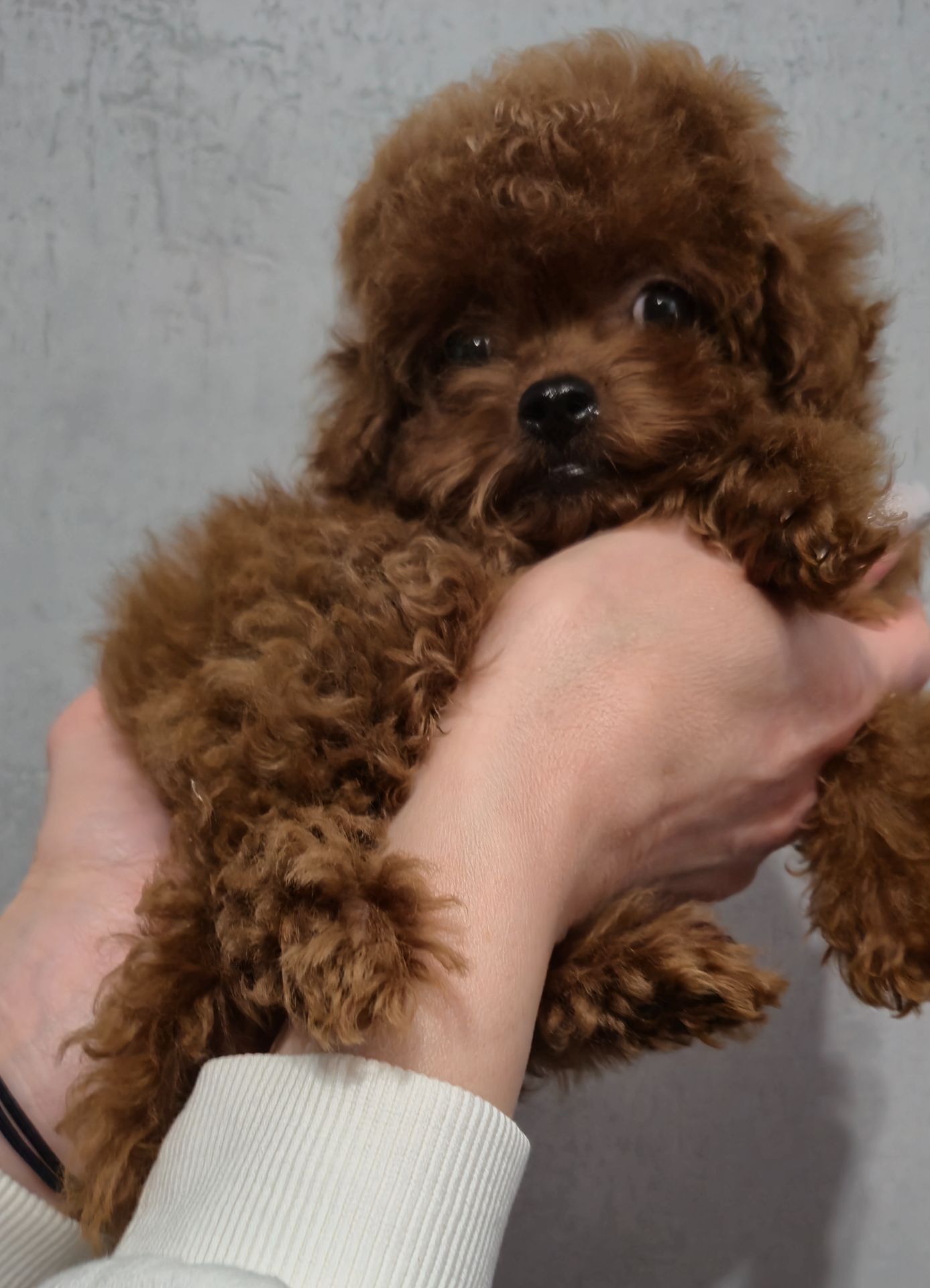 Іграшкова дівчинка той пуделя