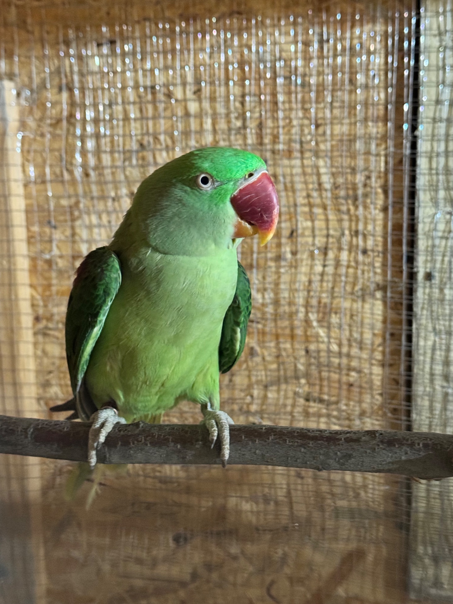 Александриский попугай