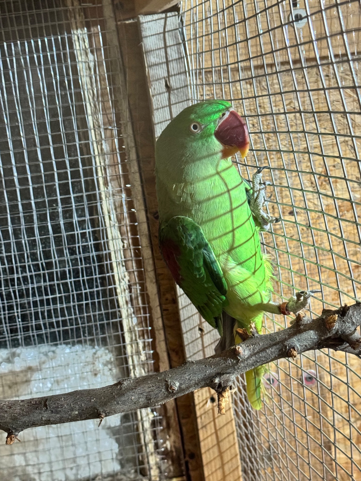 Александриский попугай