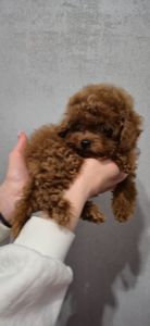 Іграшкова дівчинка той пуделя