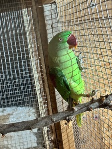 Александриский попугай