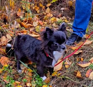 Цуценя чихуахуа, блакитна дівчинка, 7 міс. Документи КСУ