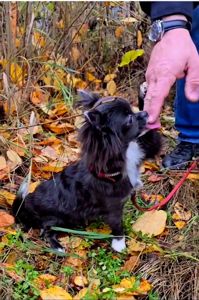 Цуценя чихуахуа, блакитна дівчинка, 7 міс. Документи КСУ