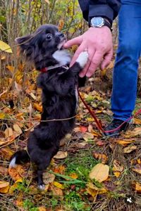 Цуценя чихуахуа, блакитна дівчинка, 7 міс. Документи КСУ
