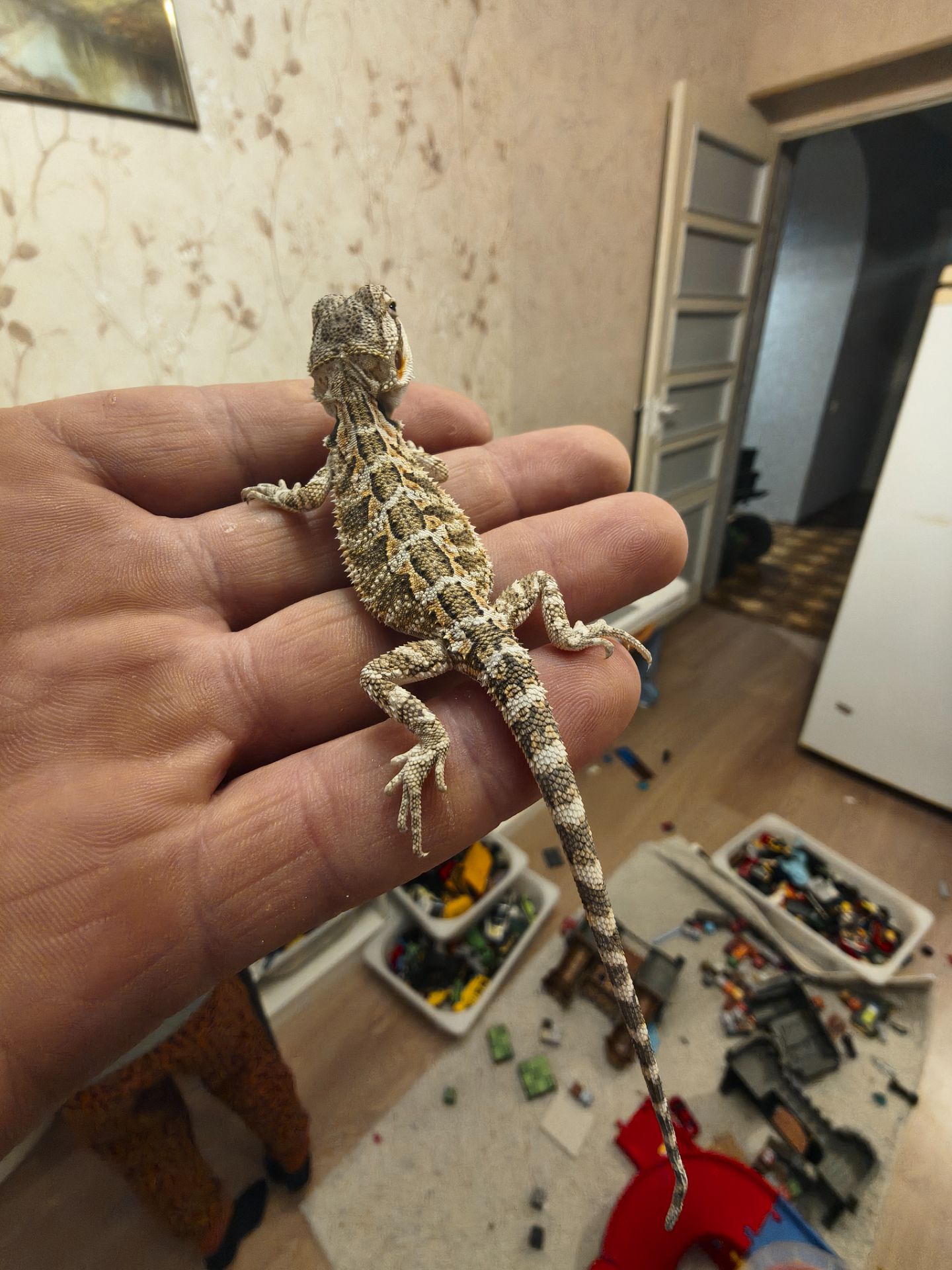 Бородатая агама