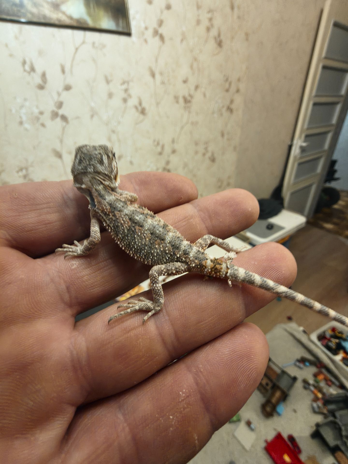 Бородатая агама