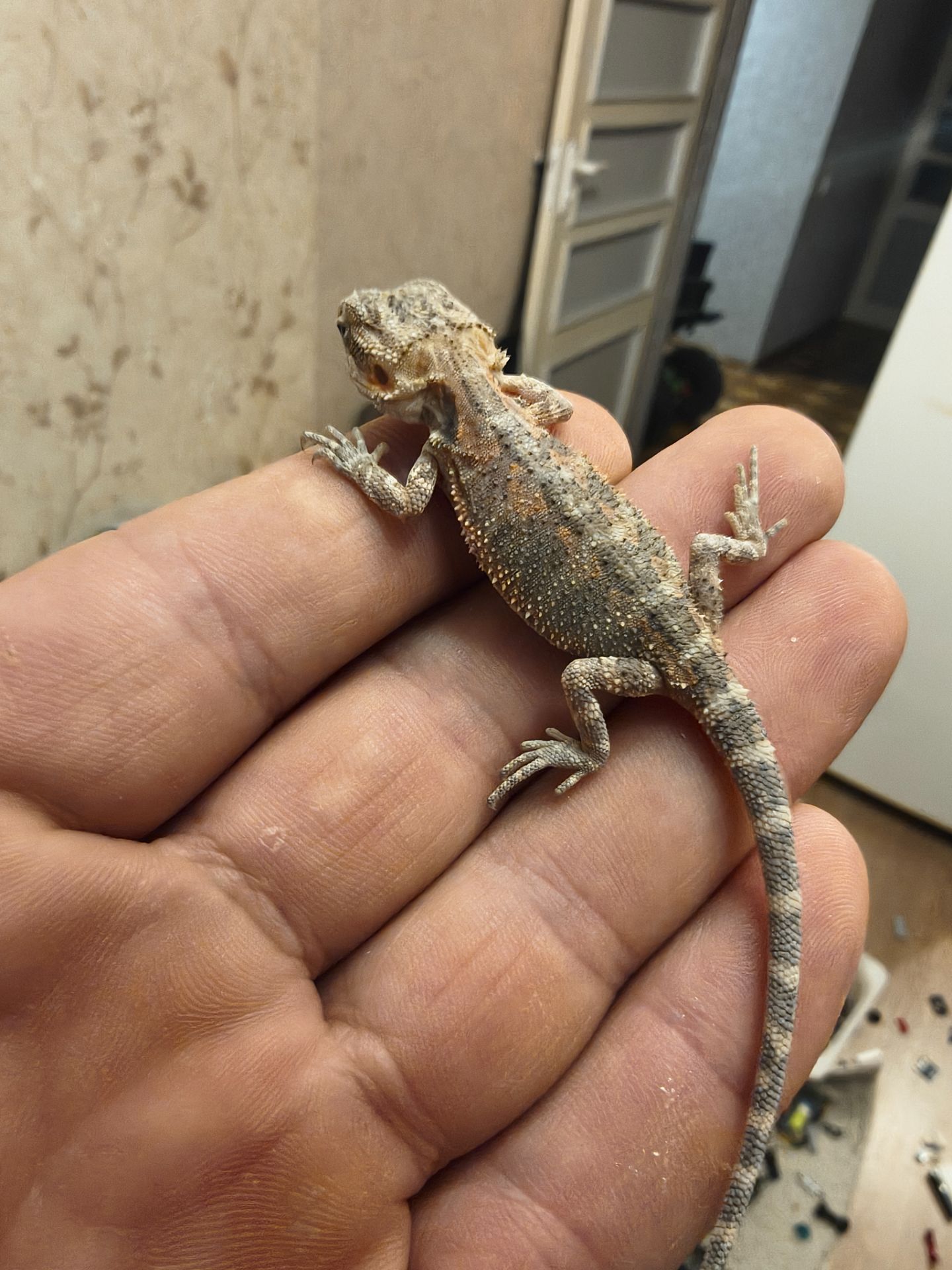 Бородатая агама