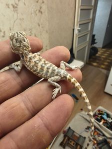 Бородатая агама