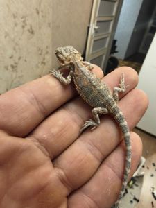 Бородатая агама