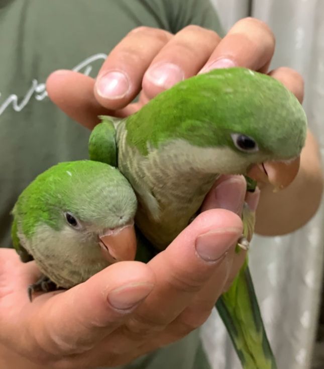 малыши под разговор