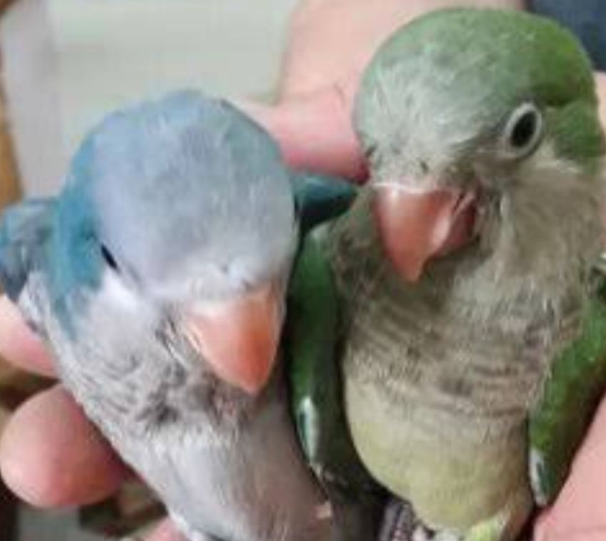 малыши под разговор