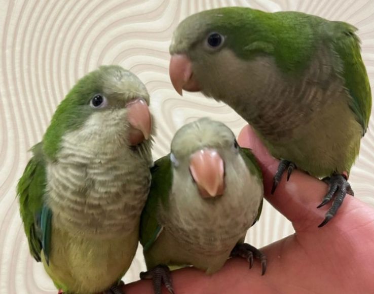 малыши под разговор