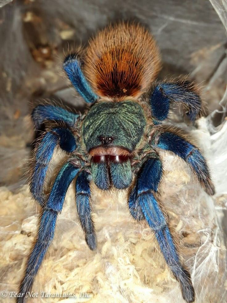 Chromatopelma cyaneopubescens