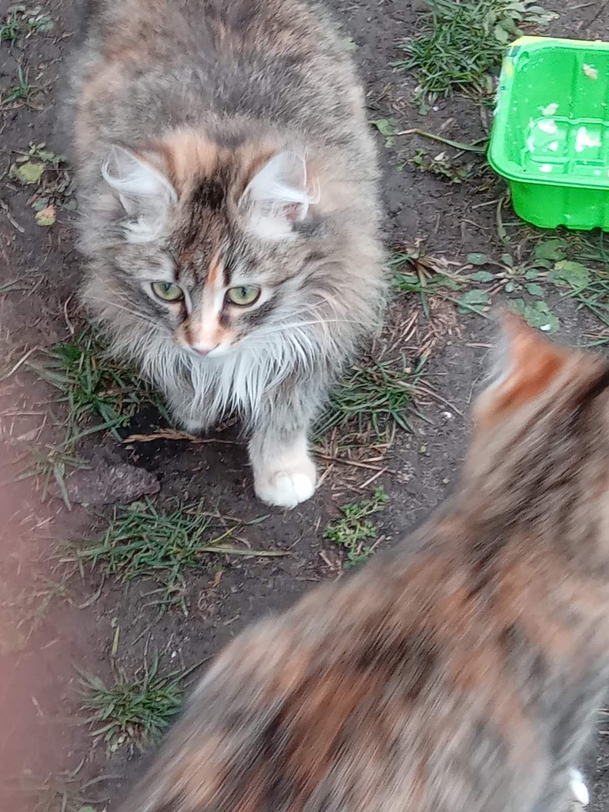 Віддамо 5 кошенят в добрі руки