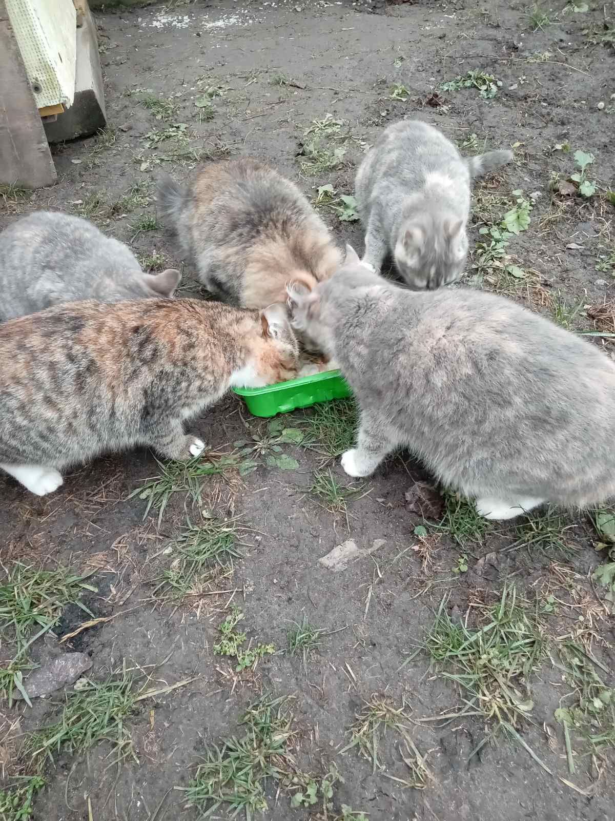 Віддамо 5 кошенят в добрі руки