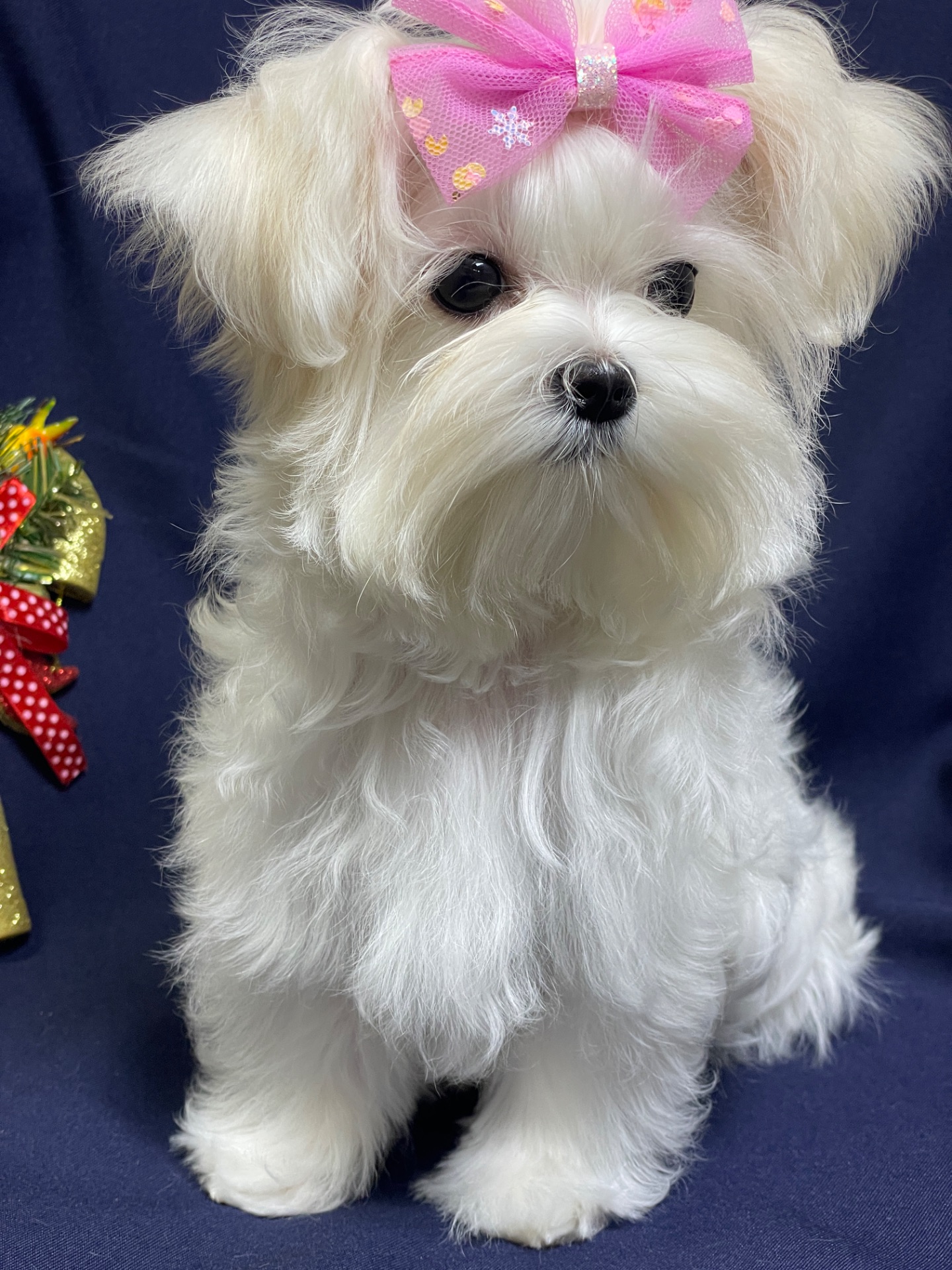 Міні дівчинка