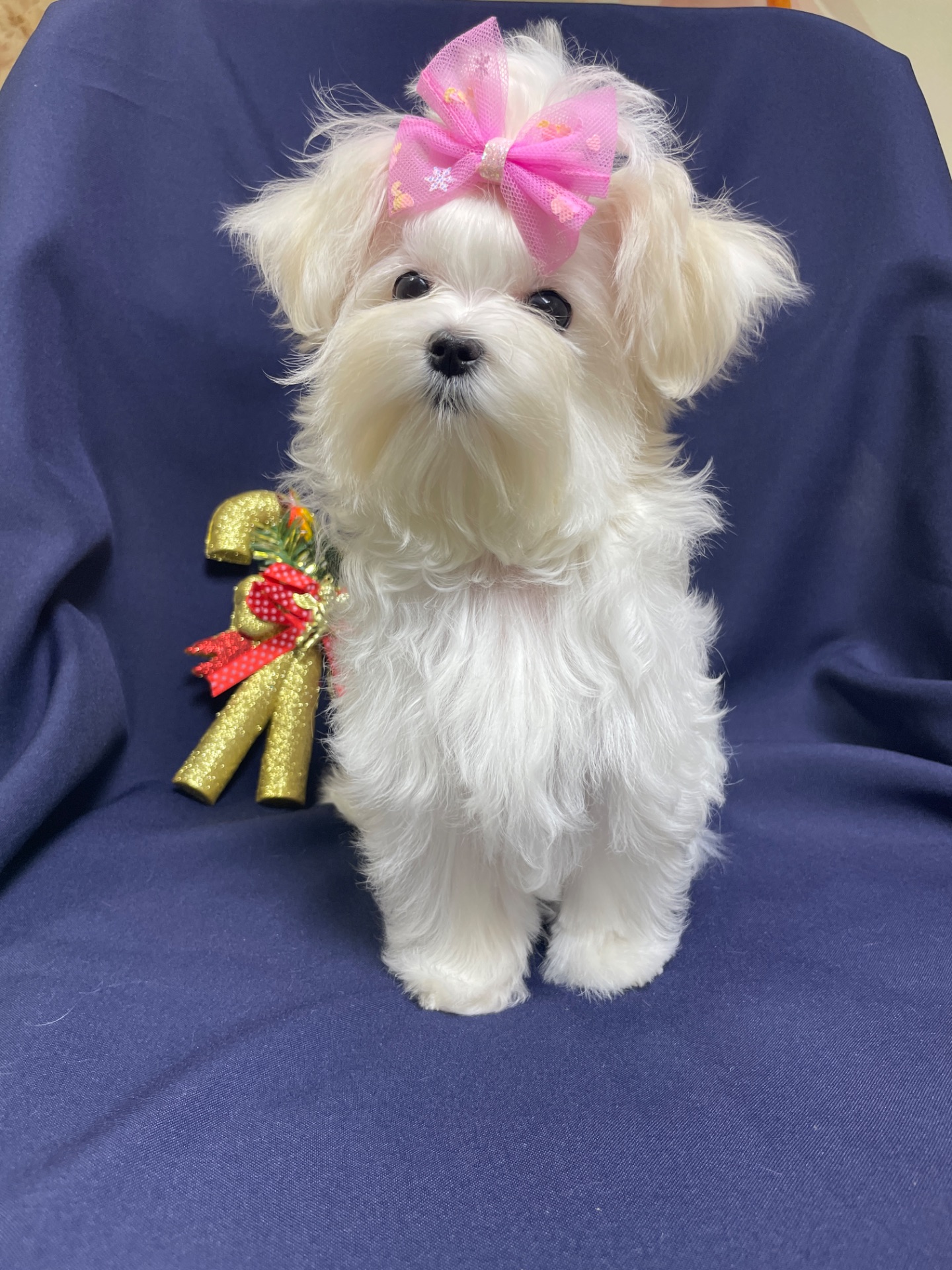 Міні дівчинка