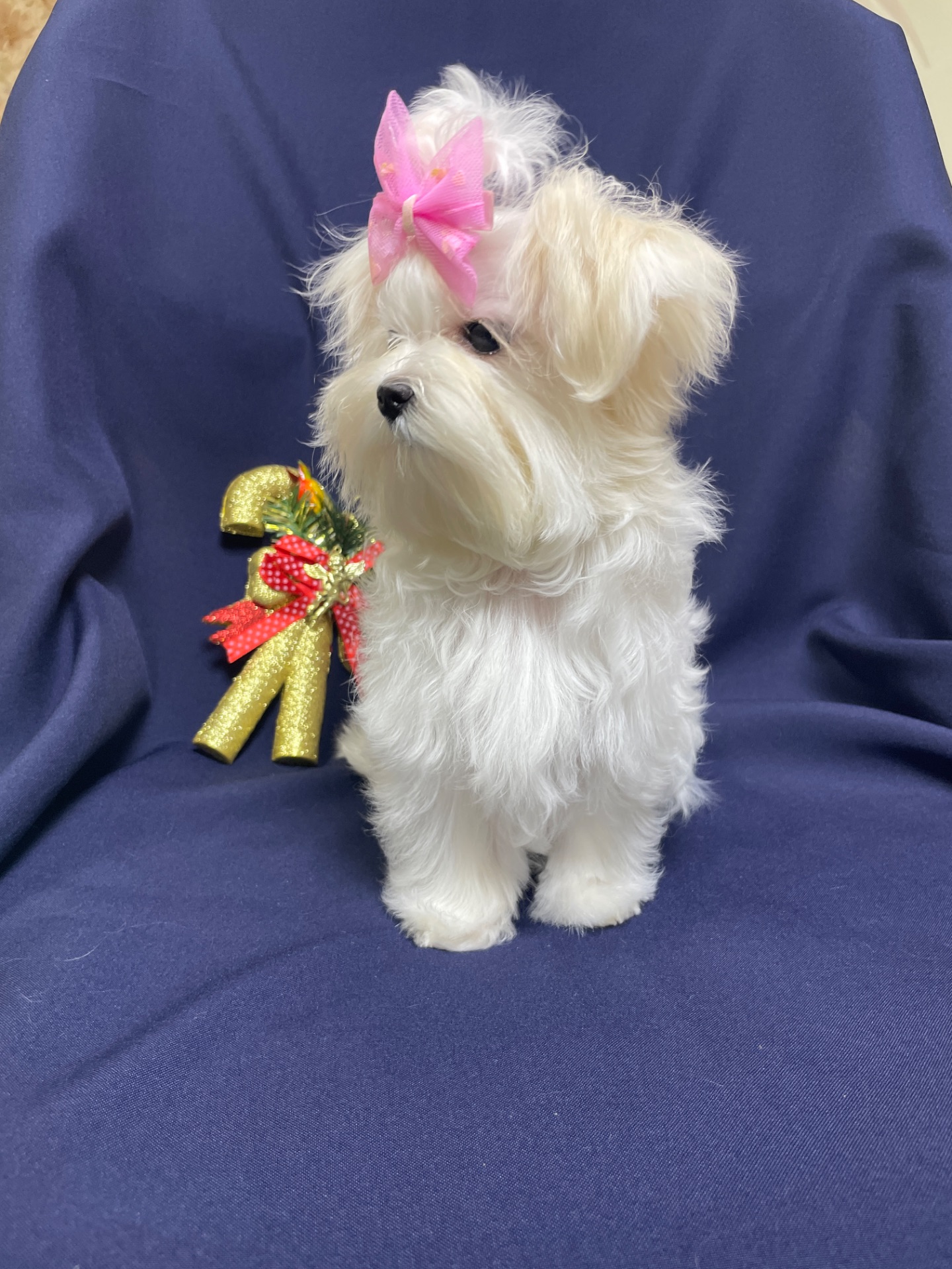 Міні дівчинка