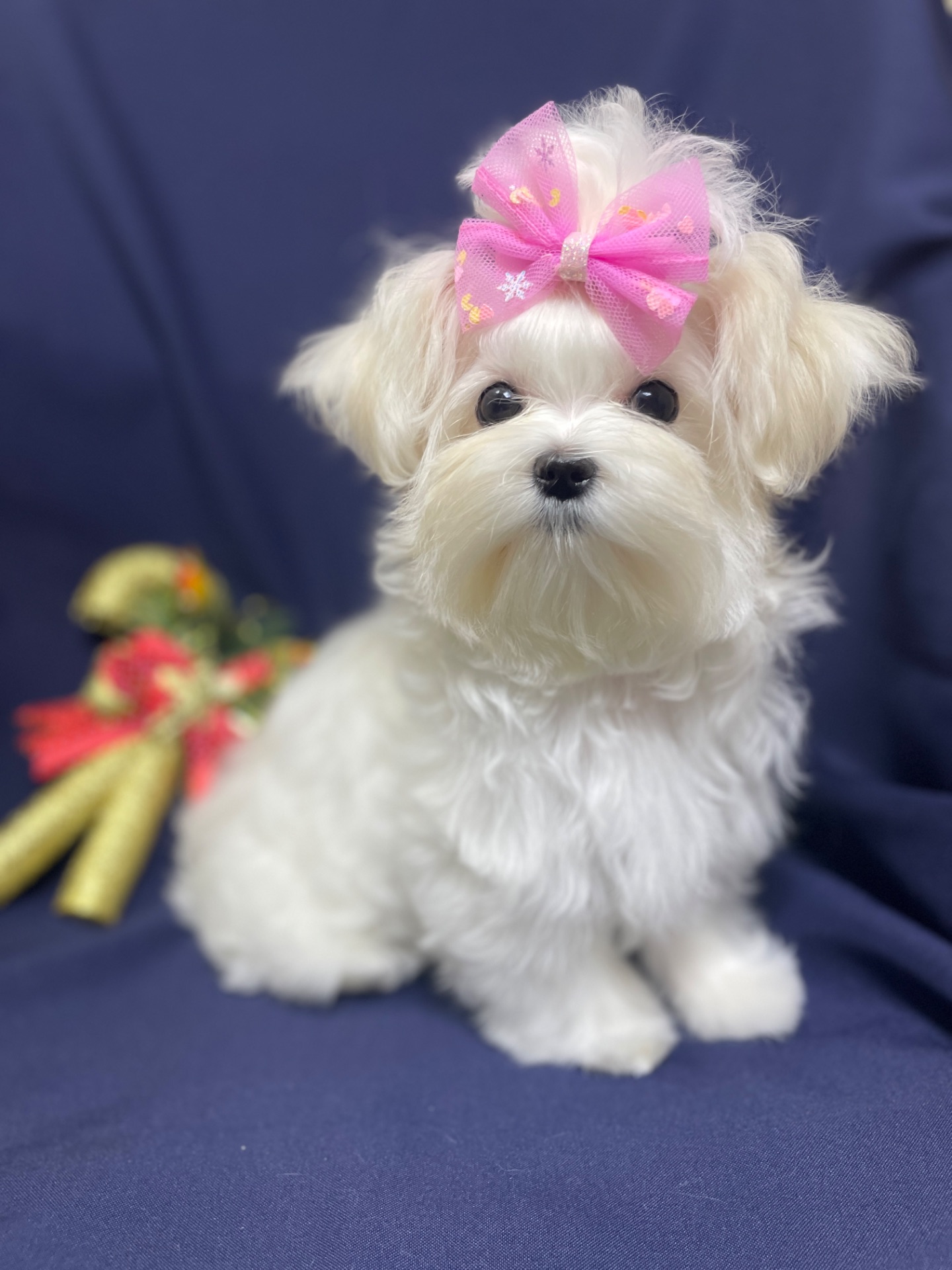 Міні дівчинка