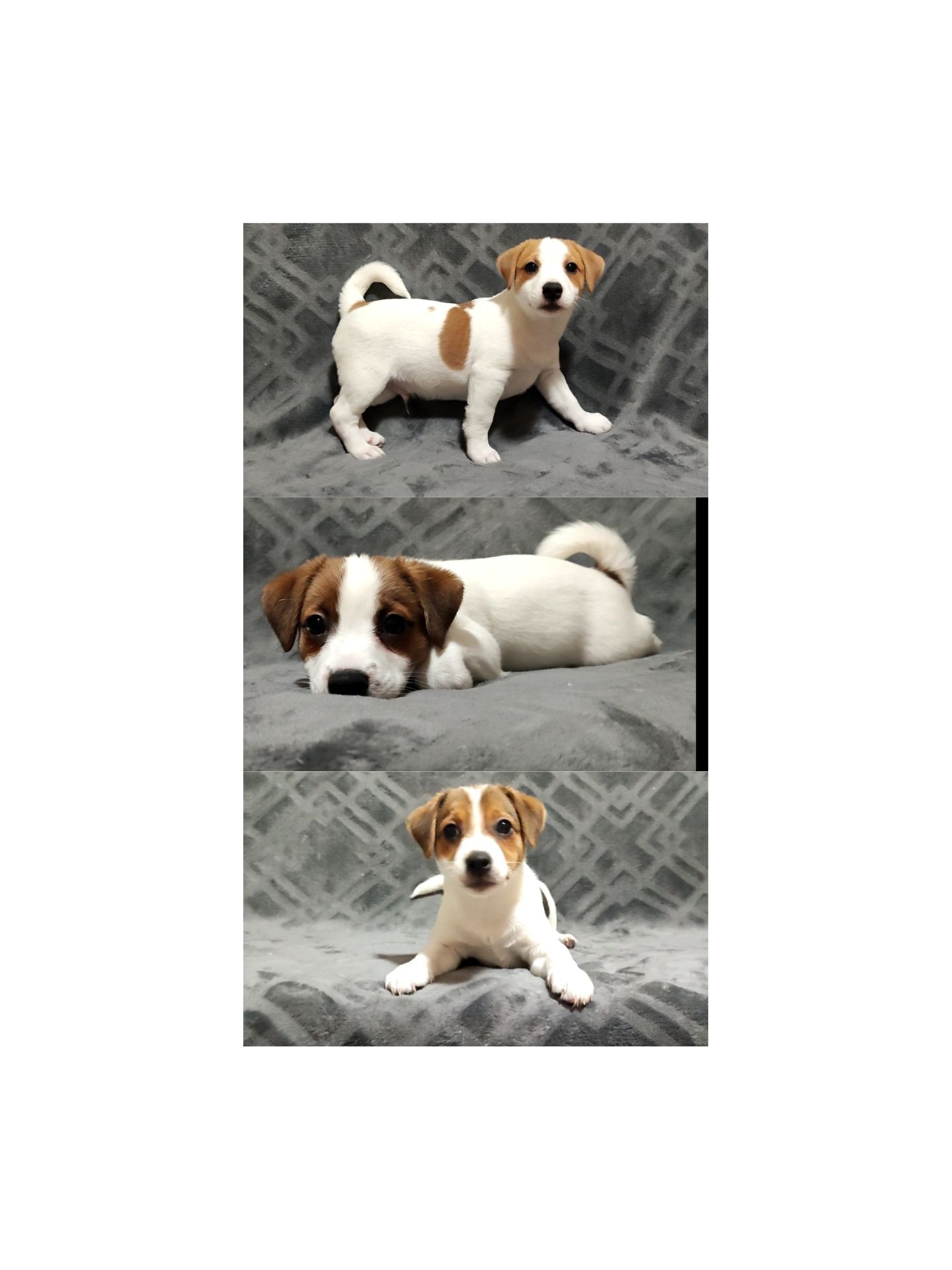 Клубні Джек Рассел тер'єр 2 міс, Документи КСУ FCI родословна