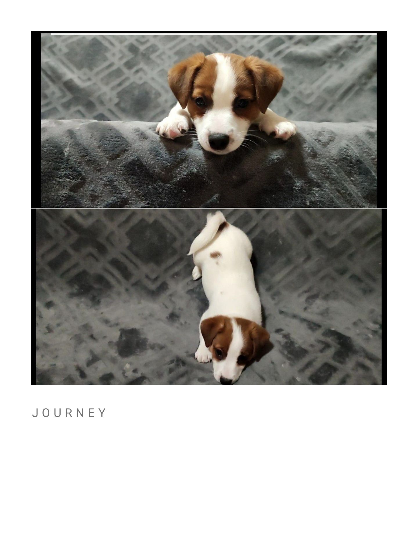 Клубні Джек Рассел тер'єр 2 міс, Документи КСУ FCI родословна