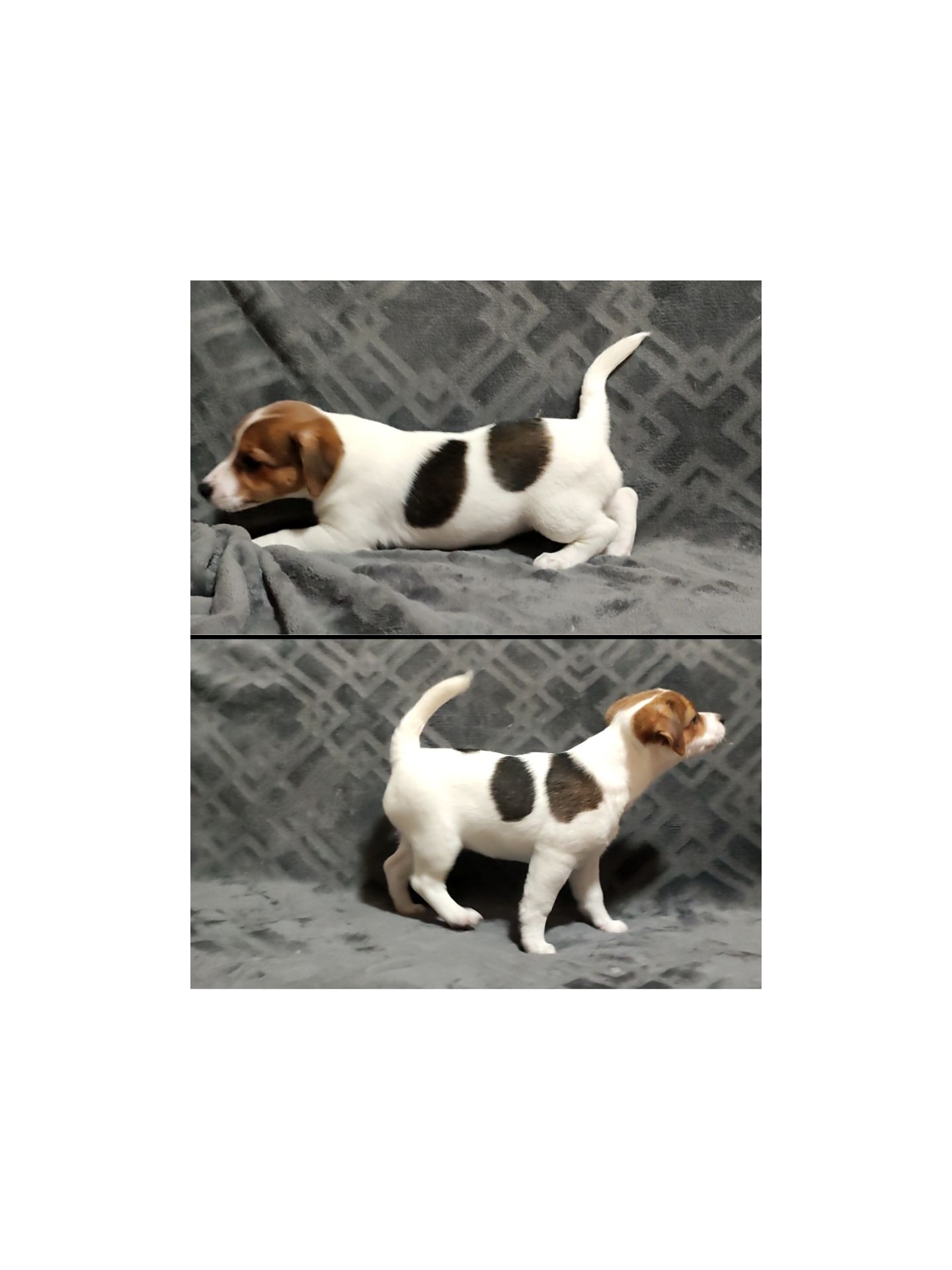 Клубні Джек Рассел тер'єр 2 міс, Документи КСУ FCI родословна