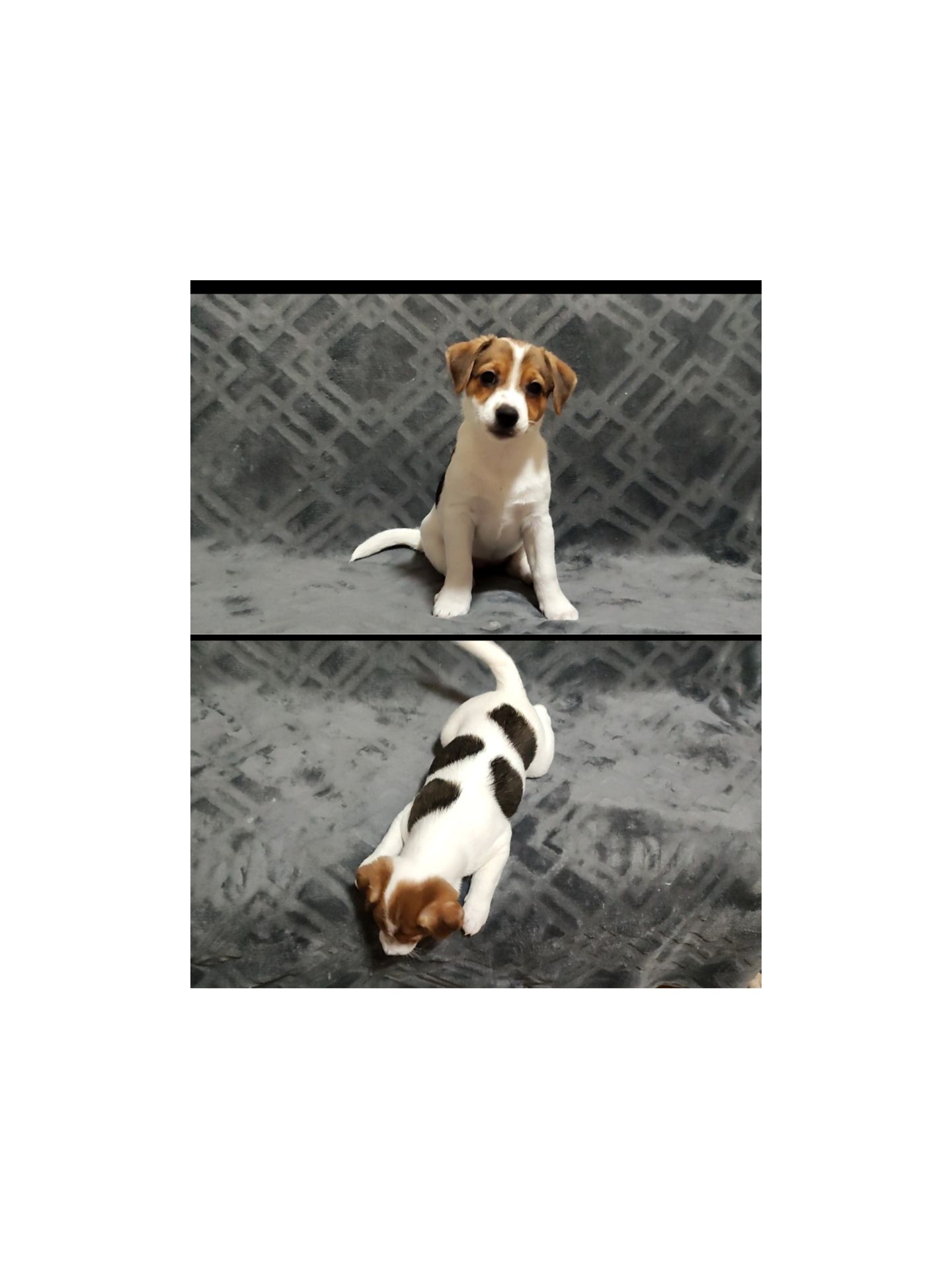 Клубні Джек Рассел тер'єр 2 міс, Документи КСУ FCI родословна