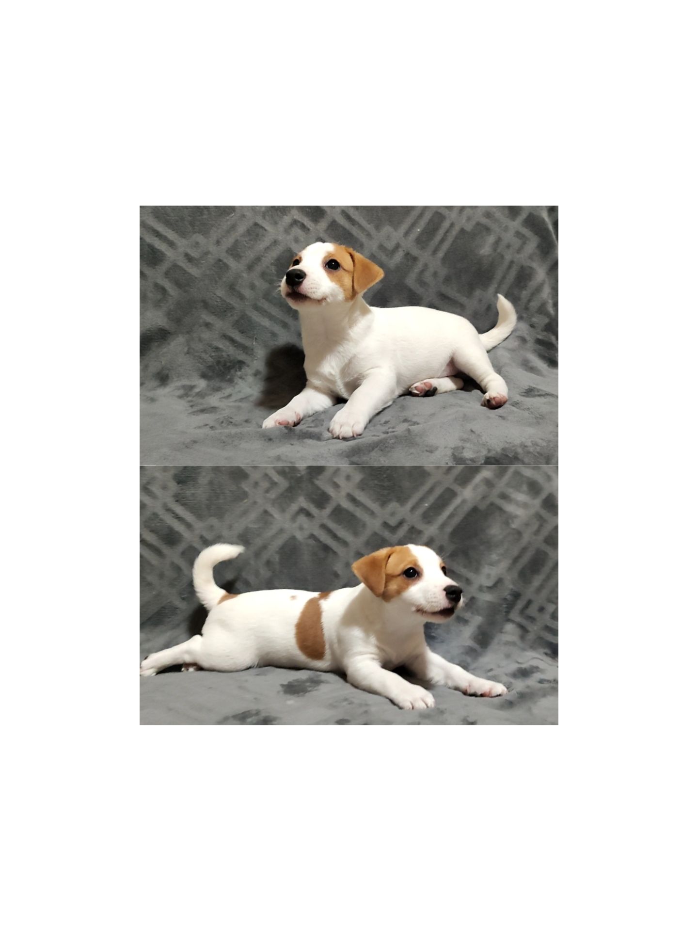 Клубні Джек Рассел тер'єр 2 міс, Документи КСУ FCI родословна