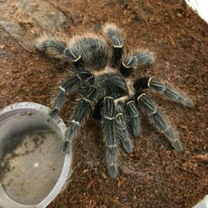 Lasiodora parachibana l7-8