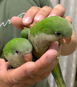 малыши под разговор