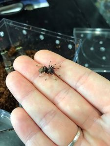 Chromatopelma cyaneopubescens