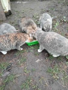 Віддамо 5 кошенят в добрі руки