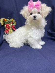 Міні дівчинка