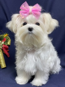 Міні дівчинка