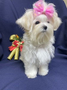 Міні дівчинка