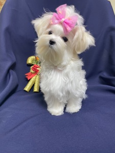 Міні дівчинка