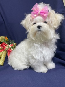 Міні дівчинка