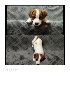 Клубні Джек Рассел тер'єр 2 міс, Документи КСУ FCI родословна