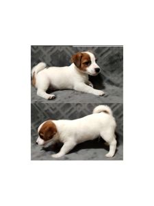 Клубні Джек Рассел тер'єр 2 міс, Документи КСУ FCI родословна