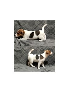 Клубні Джек Рассел тер'єр 2 міс, Документи КСУ FCI родословна